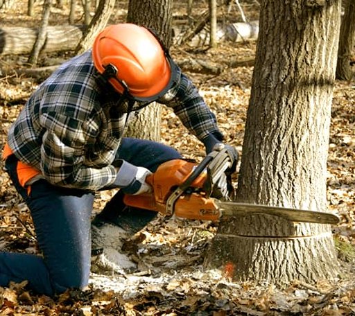 Tree Removal in Burbank, OH